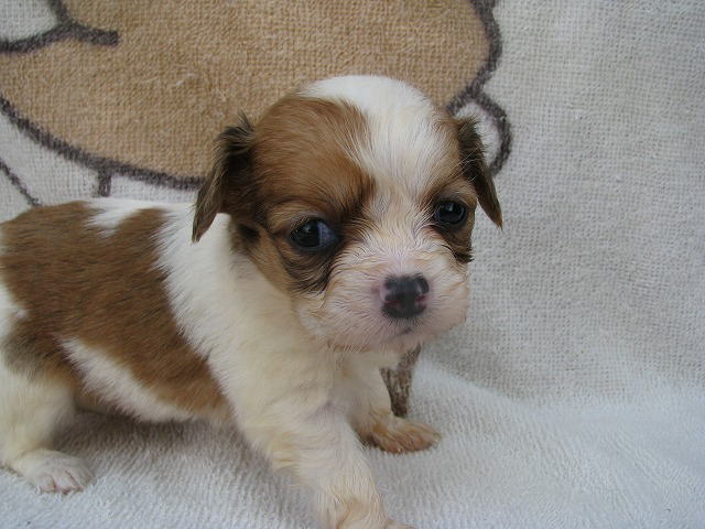 犬のオスとメス、飼いやすいのはどっち ...