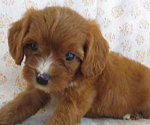 キャバプー キャバリア トイプードルmix 子犬売約済 ブリーダー 子犬販売 Puppy Sring