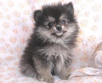 小ぶりサイズのカワイイ ポメラニアン 子犬情報 ブリーダー 子犬販売 Puppy Sring