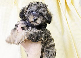 珍しいブリンドルカラーのトイプードル オーナー募集 ブリーダー 子犬販売 Puppy Sring