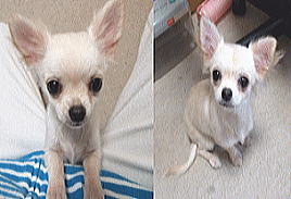 チワワ 子犬販売