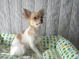 チワワ 子犬販売