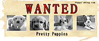無料子犬お探しサービス