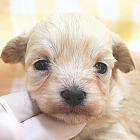 子犬画像9