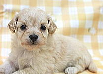 子犬画像5