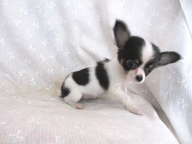 チワワ ロング 岡山県 ブリーダー ブラックタン ホワイト 12月24日生まれ Puppy Sring