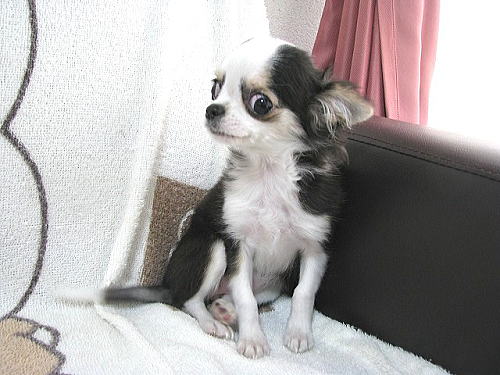 チワワ ロング 茨城県 ブリーダー ブラックタン ホワイト 11月03日生まれ Puppy Sring