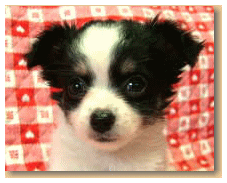 チワワ 子犬販売