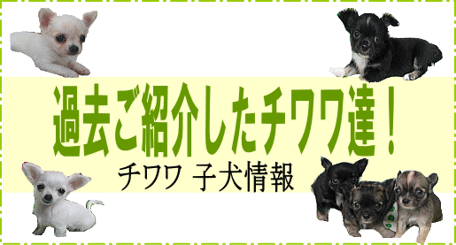 チワワ ロング ブリーダー 子犬販売 Puppy Sring