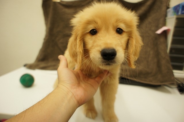 ゴールデンレトリーバー 子犬販売詳細情報 Id Gold 子犬販売 Puppy Sring ゴールデンレトリーバー 子犬販売詳細情報 Id Gold 子犬販売 Puppy Sring