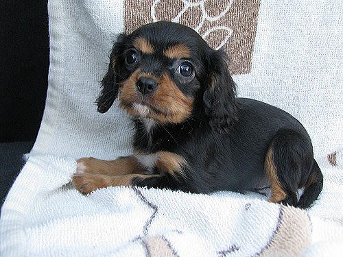 キャバリア ブラックタンの子犬販売情報 子犬販売 Puppy Sring