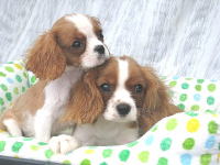 キャバリアの魅力 キャバリアの特徴 飼い方のワンポイント Puppy Sring キャバリアの魅力 キャバリアの特徴 飼い方のワンポイント Puppy Sring