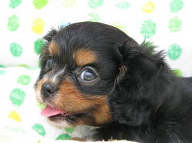 キャバリア ブラックタン 子犬