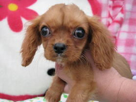 キャバリア ルビー 子犬