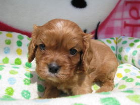 キャバリア ルビー 子犬