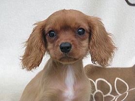 キャバリア ルビー 子犬