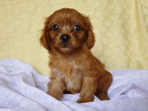 キャバリア トイプードル の子犬販売情報 子犬販売 Puppy Sring
