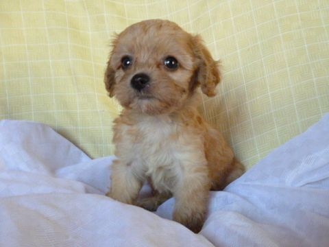 キャバリア トイプードル の子犬販売情報 子犬販売 Puppy Sring