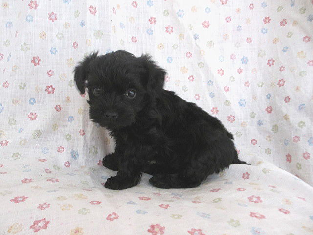 ヨークシャーテリア トイプードル の子犬販売情報 子犬販売 Puppy Sring