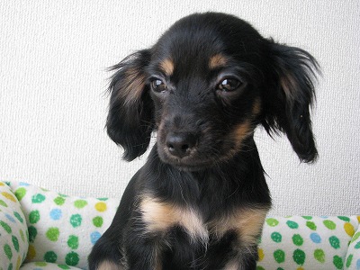Mix（ミックス)犬 販売