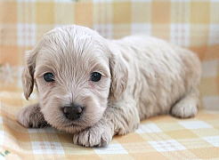 トイプードル ミックス犬でオススメな種類 ブリーダー 子犬販売 Puppy Sring