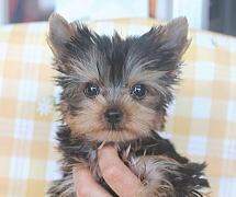 過去販売したヨークシャーテリア ヨーキー の子犬たち ブリーダー 子犬販売 Puppy Sring